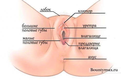 Женские половые органы