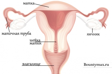 Женские половые органы