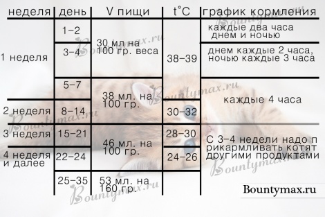 Чем кормить котенка