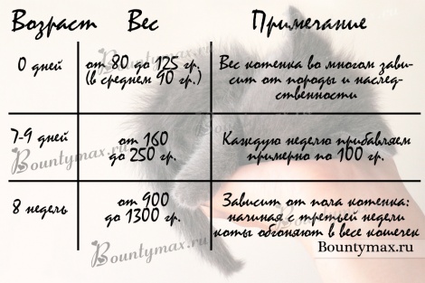 Чем кормить котенка
