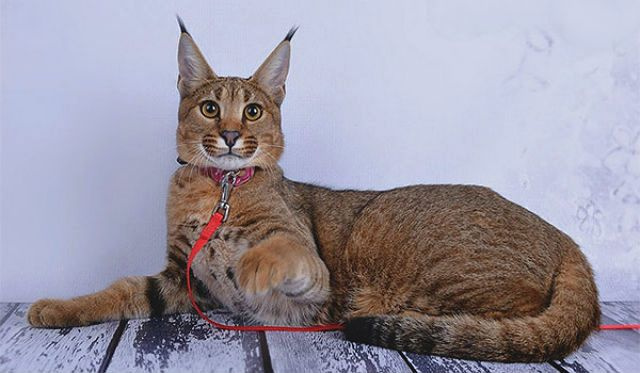 Питомник редких пород кошек